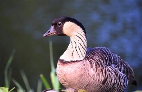 'nene' Search .